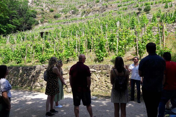 Beaujolais 100% wine tour Small-Group Tour with Tasting from Lyon - An In-Depth Look at the Beaujolais Wine Tour Experience