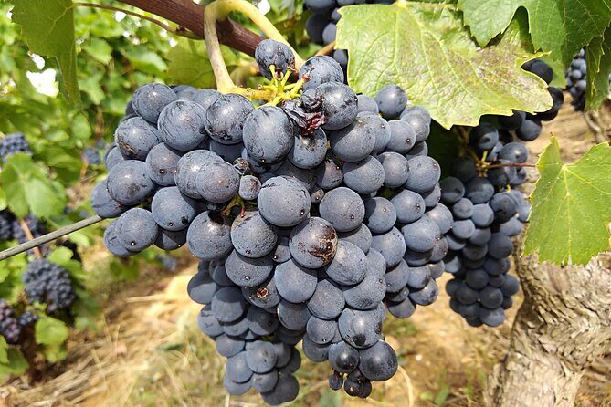 Beaujolais Half Day Wine Tasting Tour - Frequently Asked Questions