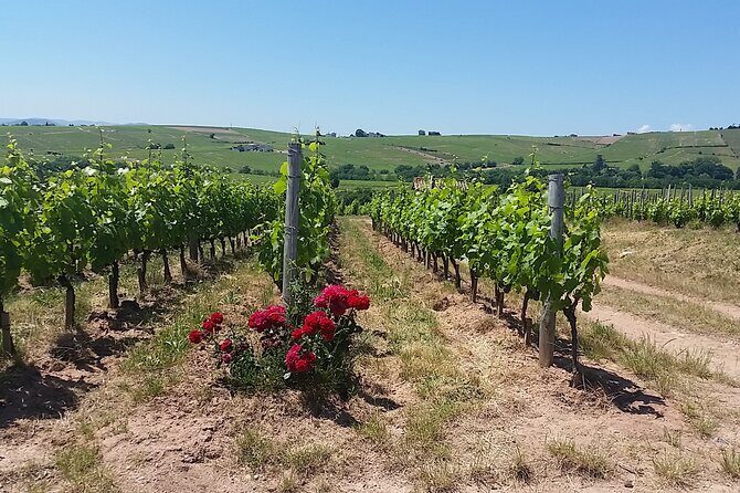 Beaujolais Region Wine Tasting Private Day Tour from Lyon - What Makes This Tour Stand Out?