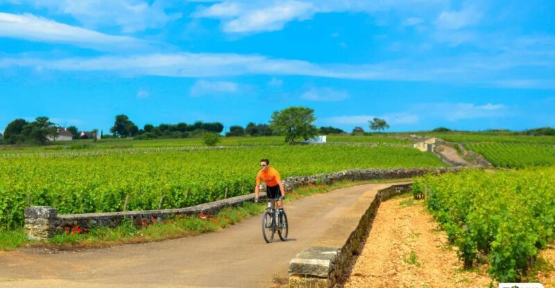 Beaune: Winery Tour by Bike with Wine Tasting - Why this tour is a great pick