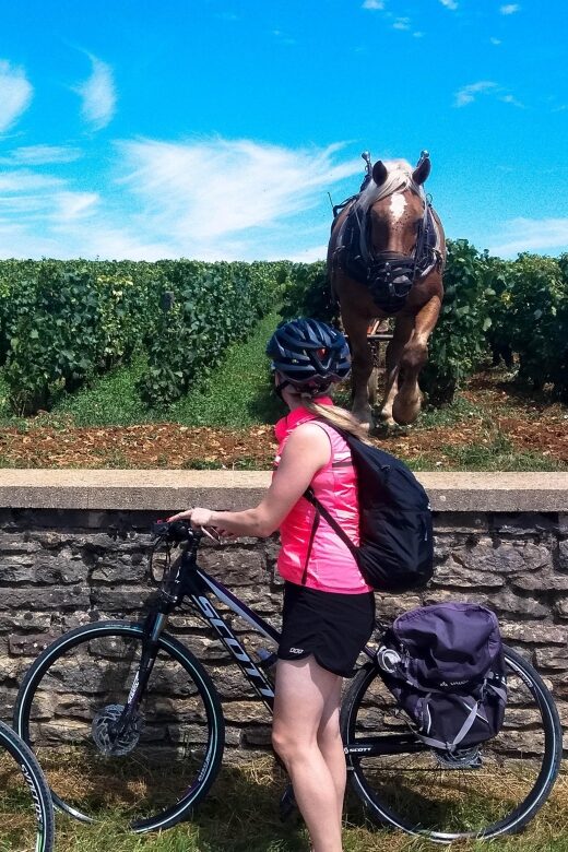 Beaune: Winery Tour by Bike with Wine Tasting - Who should consider this experience?