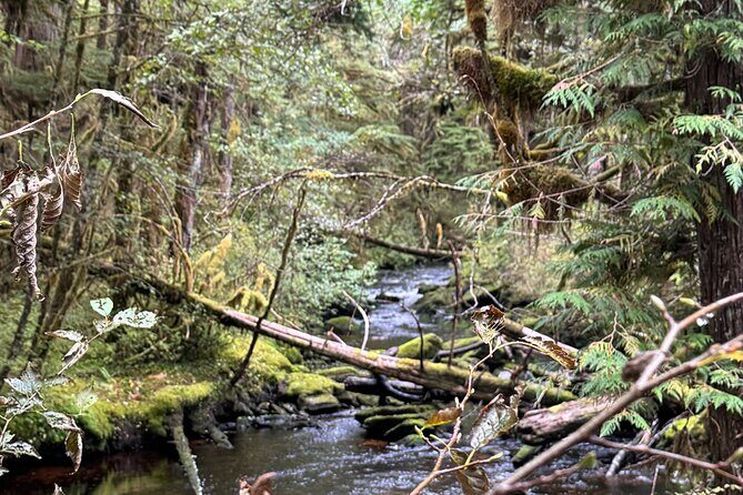 Beautiful Hike on Tongass National Forest's Lunch Creek Trail - An In-Depth Look at the Lunch Creek Trail Experience