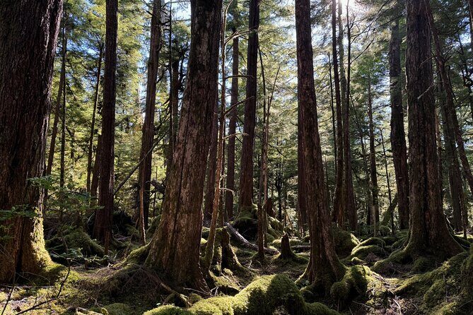 Beautiful Hike on Tongass National Forest's Lunch Creek Trail - FAQs