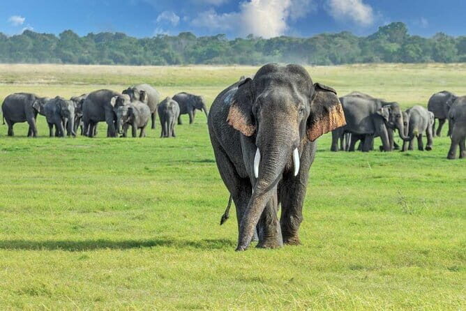 Beautiful Sri Lanka - 6 Days Tour (Colombo-Sigiriya-Kandy -Galle) - Who Is This Tour Best Suited For?