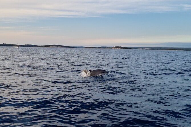 Beautiful Sunset and Dolphin Watching - An In-Depth Look at the Sunset and Dolphin Watching Tour