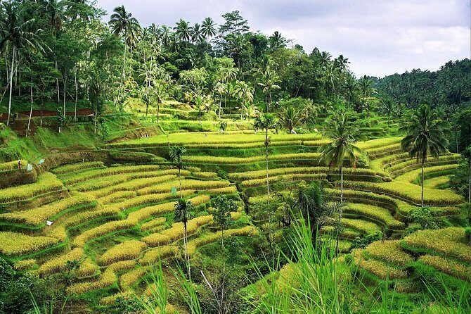 Beauty Of West Bali Tour (Private and All Inclusive) - The Sum Up