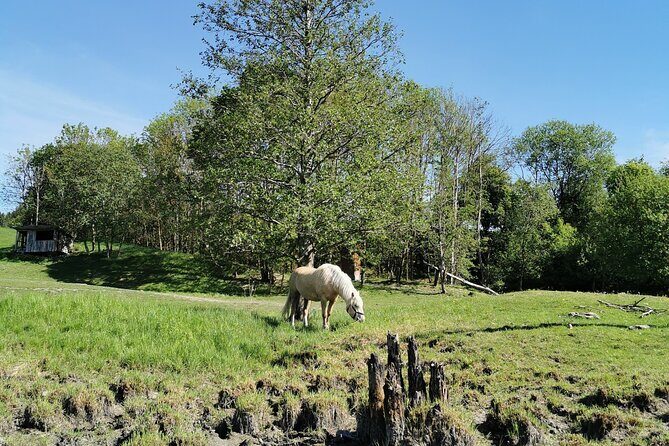Beaver Safari on Stand up paddleboard in Hokksund - Who Will Love This Experience?