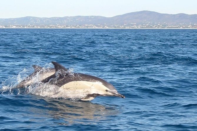 Become a dolphin protector! Lisbon Eco-dolphin watching - Who should consider this tour?