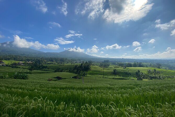 Bedugul, Jatiluwih, Tanah lot - Who Is This Tour Best For?