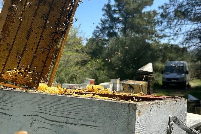 Beekeeping experience " Areti Honey " - Key Points