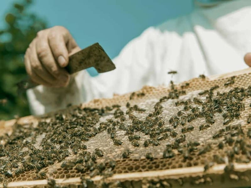Beekeeping Tour and Honey Tasting Experience in Monferrato - Key Points