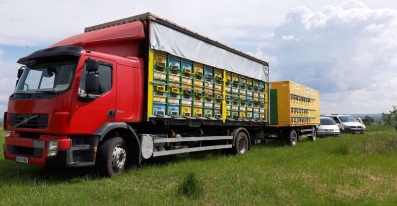 Bees in Romania - Private Beekeeping Lesson and Local Lunch - Final Thoughts