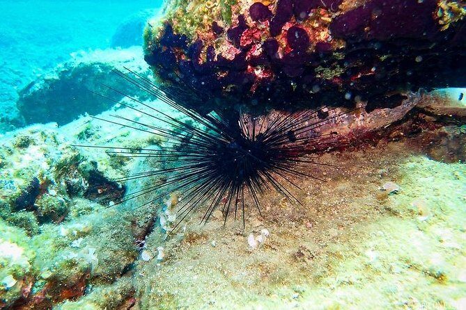 Beginner Diving Experience in Ligaria Bay - Why This Tour Works Well