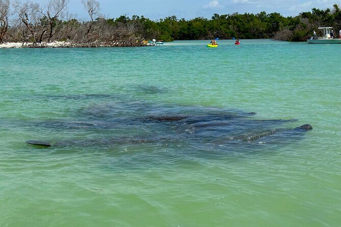 Beginner One Hour Guided Kayaking and SUP Activity - A Deep Dive into the Experience