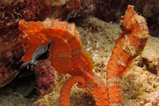 Beginner Scuba Diving in Cabo San Lucas - FAQs