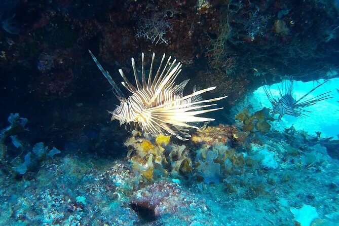 Beginners Discover Scuba Diving By Boat, Best Spot In Cyprus - The Value of This Tour