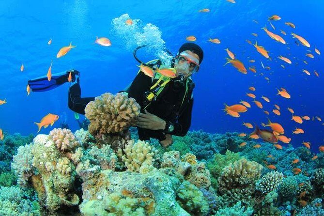 Beginners Scuba Diving Experience in Gran Canaria - Beginners Scuba Diving Experience in Gran Canaria: An Honest Review