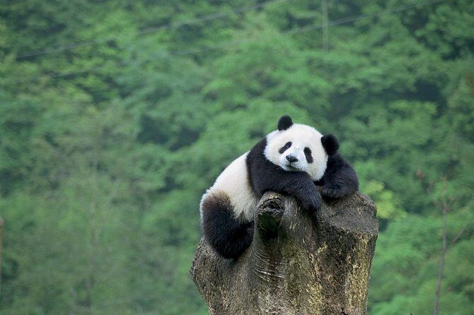Beijing Private Tour to Beijing Panda House and Mutianyu Great Wall - An in-depth look at the tour experience
