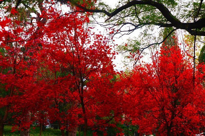 Beijing Private Tour to Summer Palace and Fragrant Hill with Cable Car Ride - FAQs