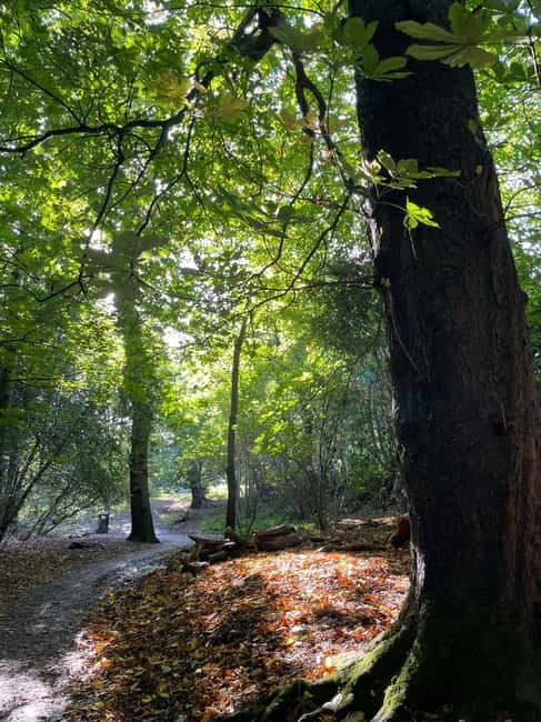 Belfast: Sir Thomas & Lady Dixon Park Walk & Alfresco Picnic - An In-Depth Look at the Experience