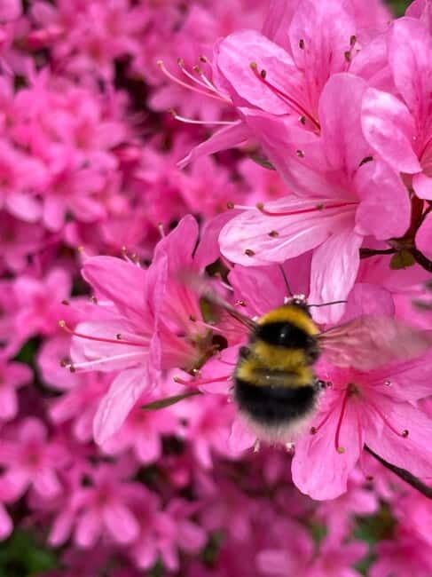 Belfast: Sir Thomas & Lady Dixon Park Walk & Alfresco Picnic - Final Thoughts