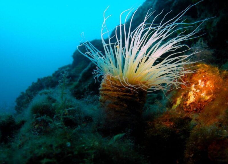 Beli - Discovery dive - Key Points