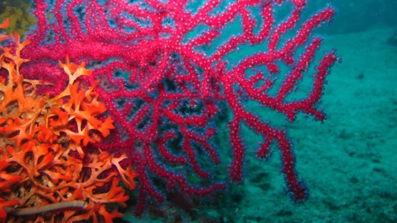 Beli - Discovery dive - Why This Experience Is Worth Considering