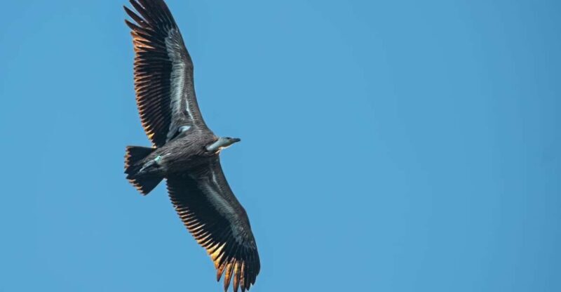 Beli - Griffon Vultures Bird Watching Boat Trip - Who Should Consider This Tour?