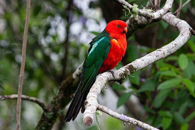 Bellthorpe Rainforest Private Tour - What Makes This Tour Stand Out?