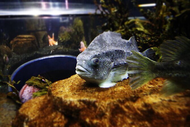 Beluga and Puffin Sanctuary Visitor Centre with Aquarium - Key Points