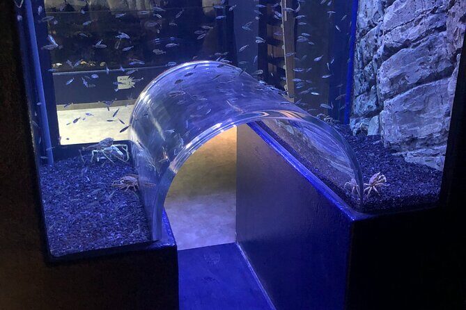 Beluga and Puffin Sanctuary Visitor Centre with Aquarium - Detailed Review of the Tour Experience