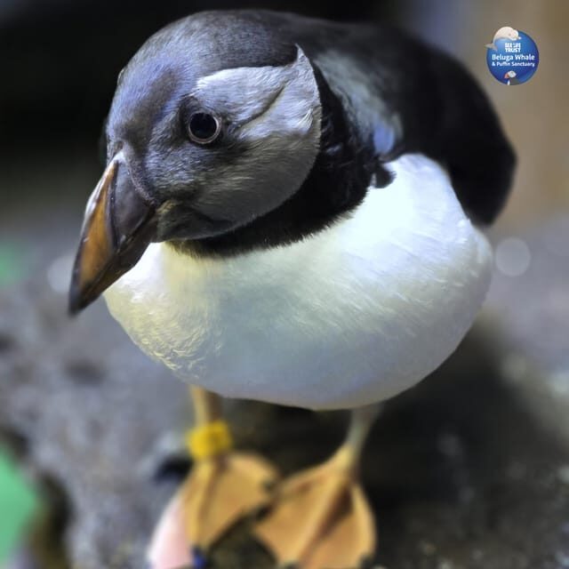 Beluga Whale Sanctuary - Admissions - Key Points