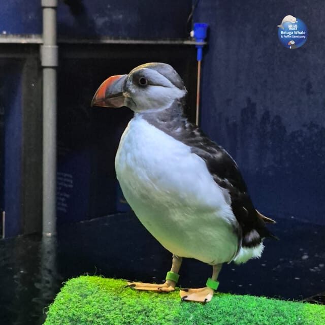 Beluga Whale Sanctuary - Admissions - An Honest Look into What You Can Expect