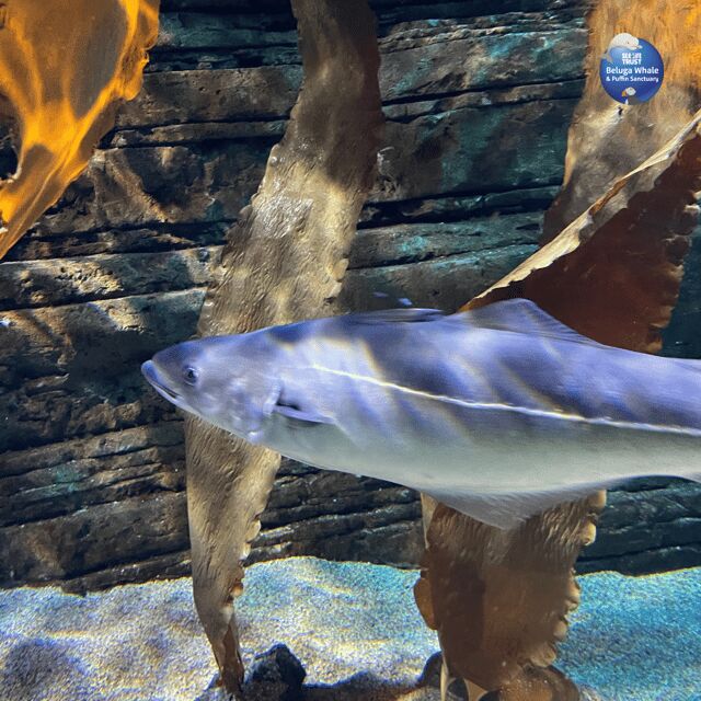 Beluga Whale Sanctuary - Admissions - Final Thoughts