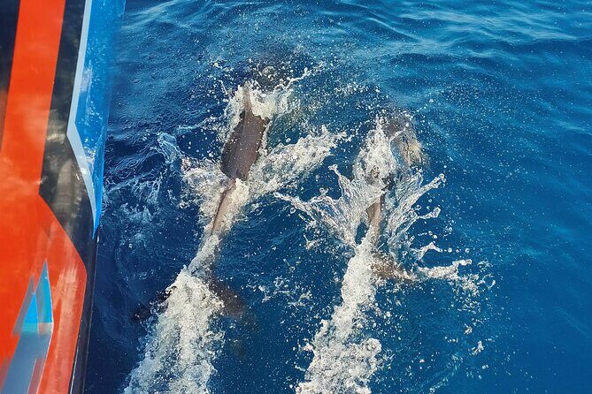 Benagil Caves and Dolphin Watching - 2.5h - Key Points