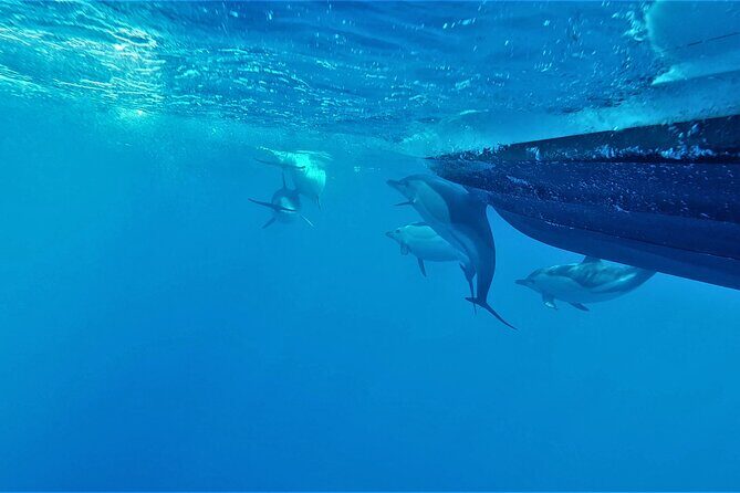 Benagil Caves Visit with Dolphins Watching from Albufeira - Who Should Consider This Tour?