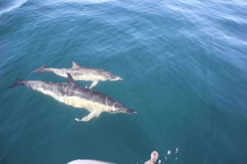 Benagil Tour - The Authentic Experience and Review Highlights