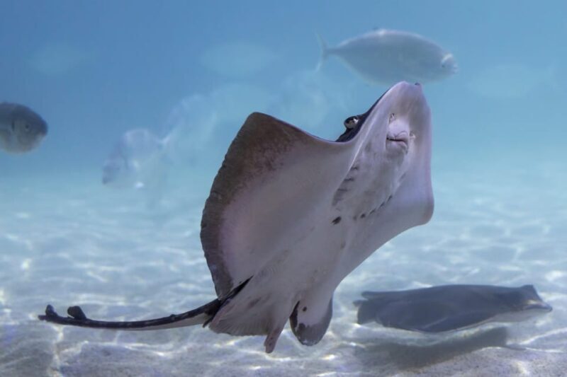 Benalmadena Aquarium Visit - Frequently Asked Questions