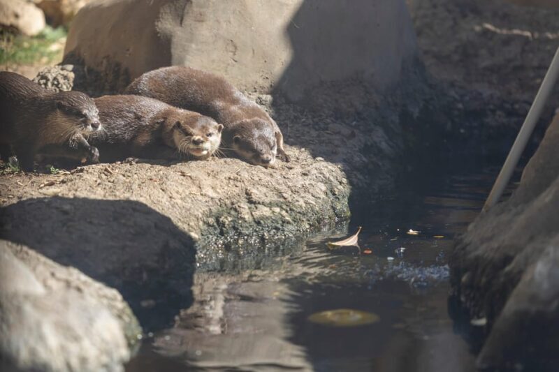 Benalmadena Aquarium Visit - Final Thoughts