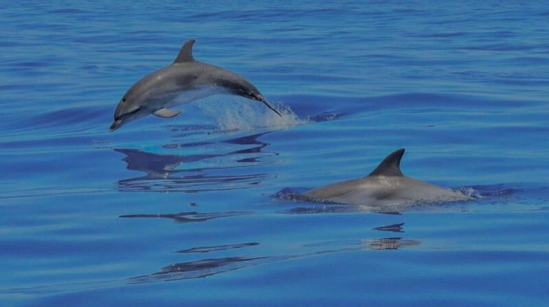 Benalmadena: Boat Rental in Malaga for hours - Practical Tips for a Smooth Experience