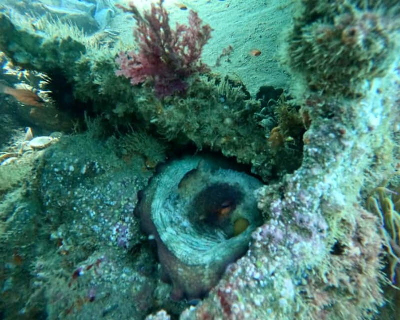 Benalmádena Boat Tour with Snorkeling, Water Slide and Lunch - What the Reviews Reveal: Authentic Guest Experiences