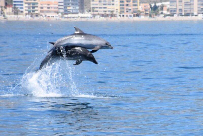 Benalmadena: Dolphin Watching Boat Tour - An Honest Look at the Dolphin Watching Experience in Benalmadena