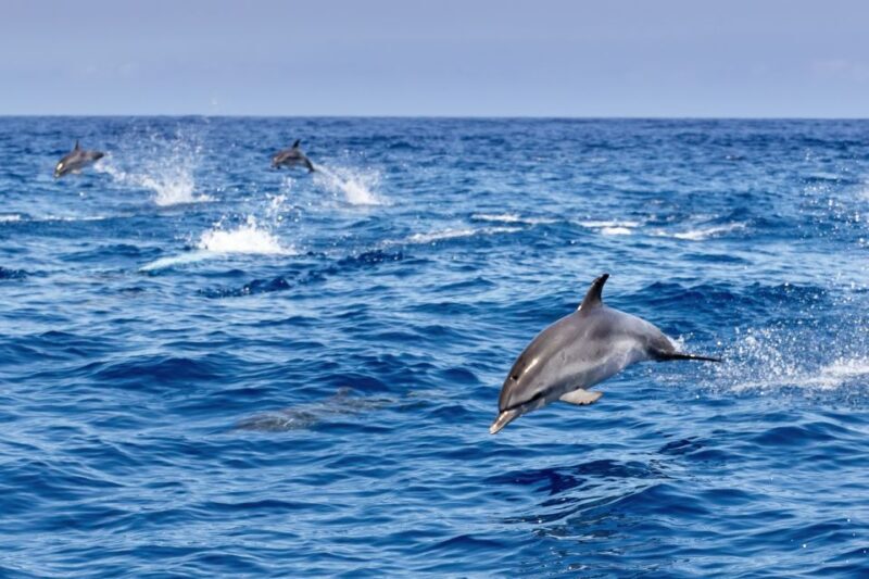 Benalmadena: Dolphin Watching Boat Tour - FAQ