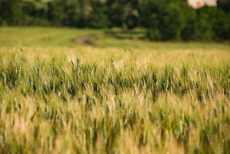 Benevento: picnic among the olive groves of the Sannio and tour of the estate - An In-Depth Look at the Experience