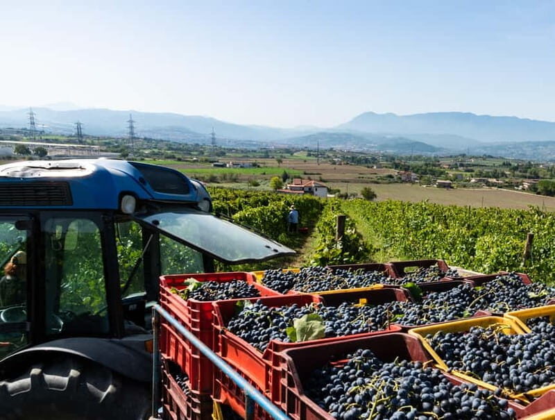 Benevento: picnic among the olive groves of the Sannio and tour of the estate - Practical Tips for Your Visit