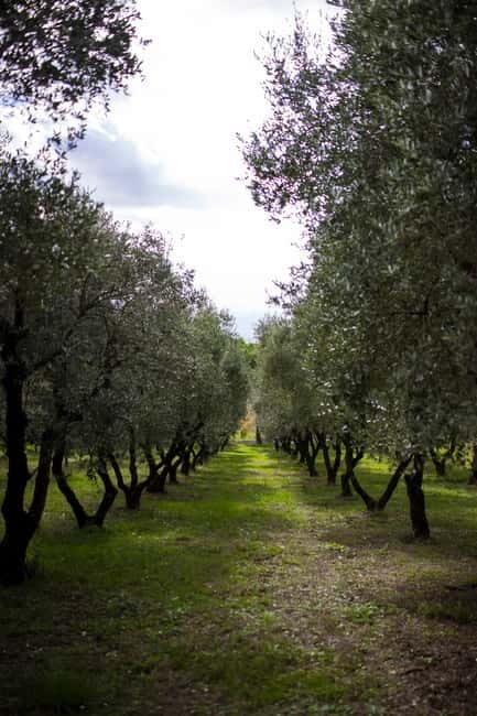 Benevento: picnic among the olive groves of the Sannio and tour of the estate - FAQs