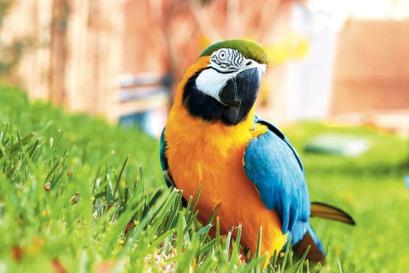 Benidorm: Mundomar Animal Park Entrance Ticket - Key Points