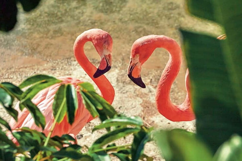 Benidorm: Mundomar Animal Park Entrance Ticket - Practical Information: Tickets, Pricing, and Value