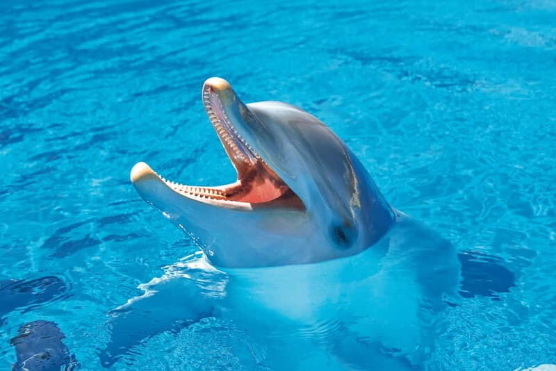 Benidorm: Mundomar Animal Park Entrance Ticket - Food, Souvenirs, and Amenities