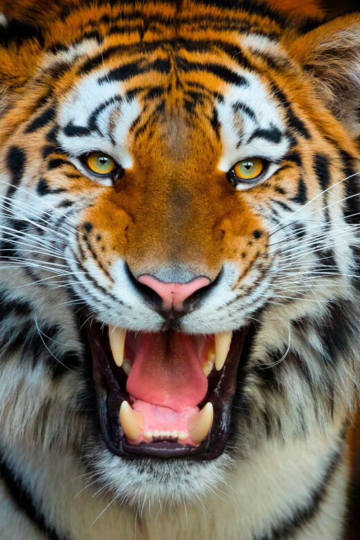 Benidorm: Terra Natura and Aqua Natura Combo Day Ticket - Key Points